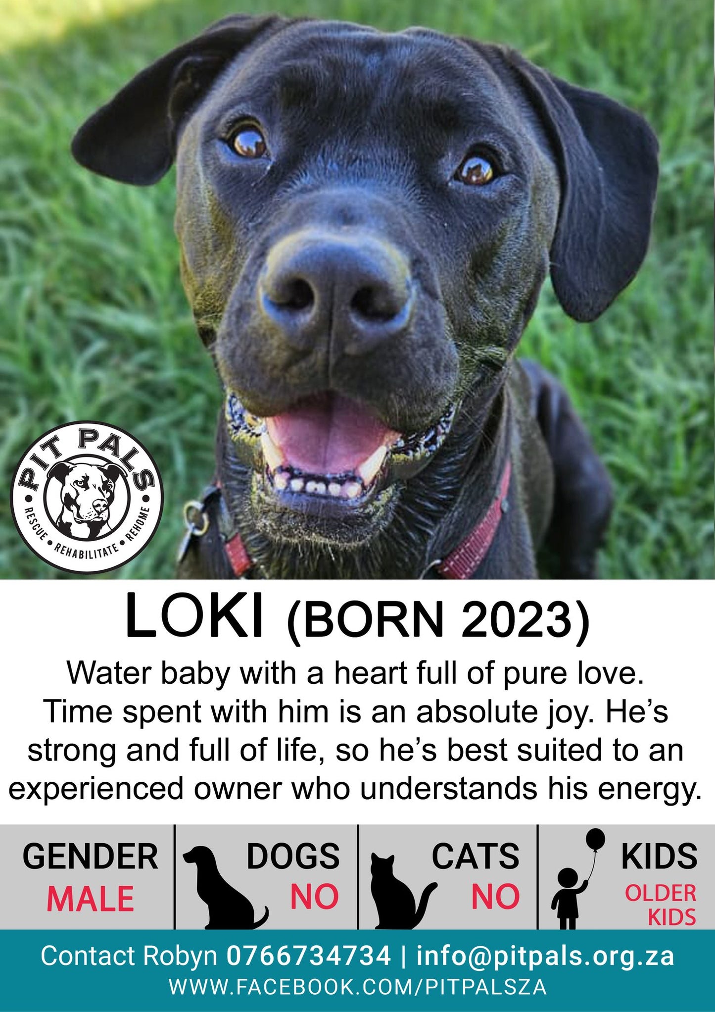 Sponsor Loki