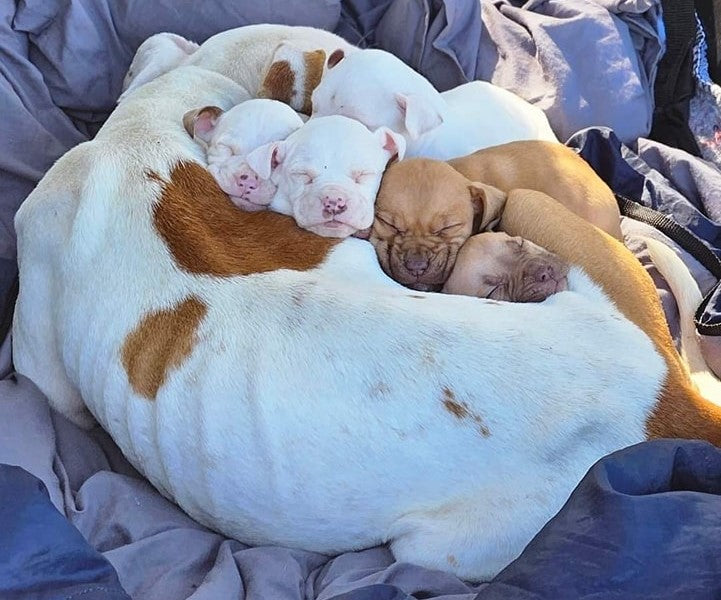 Sponsor a dog for December 2025