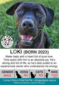 Sponsor  Loki
