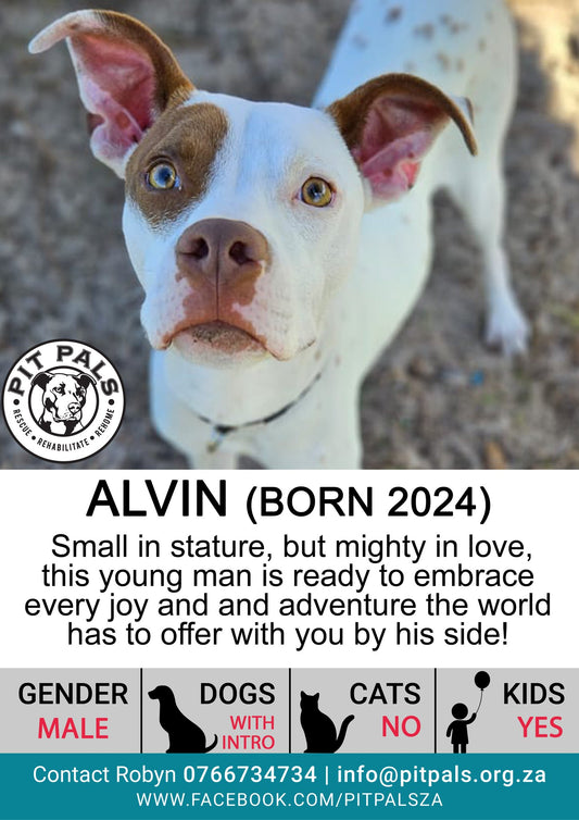 Sponsor Alvin