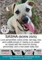 Sponsor Sasha